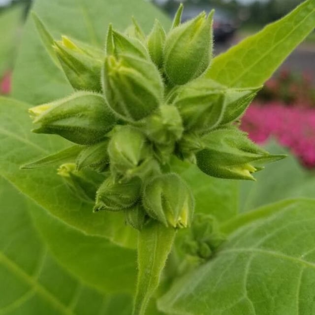 Nicotiana tabacum — flower