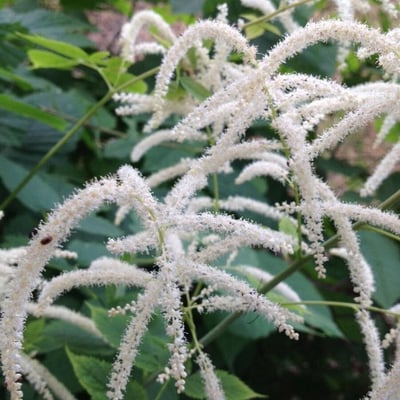 Aruncus dioicus — flower