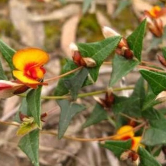 Platylobium obtusangulum — flower