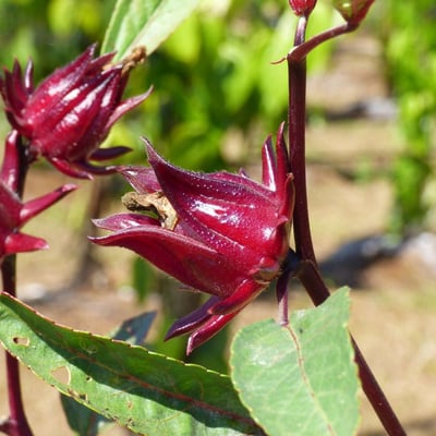 Hibiscus sabdariffa — flower