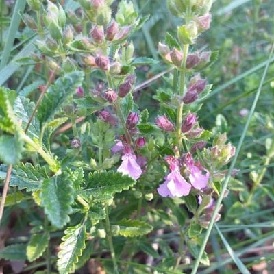 Teucrium chamaedrys — flower