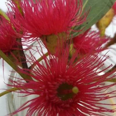 Eucalyptus leucoxylon — flower