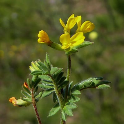 Ornithopus compressus — flower