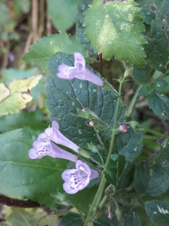 Greater calamint