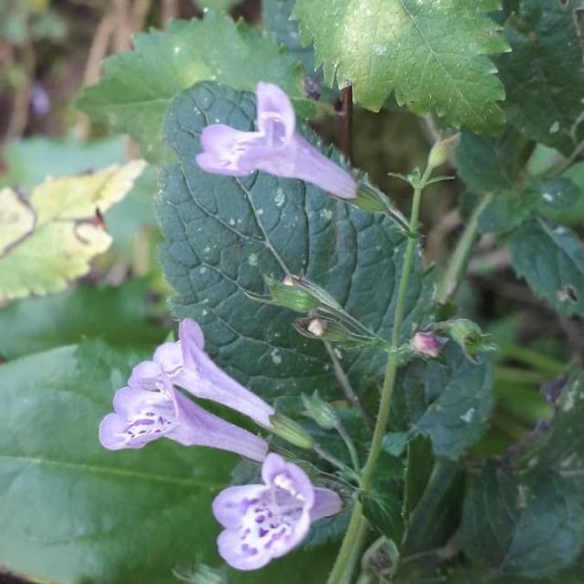 Clinopodium grandiflorum — flower