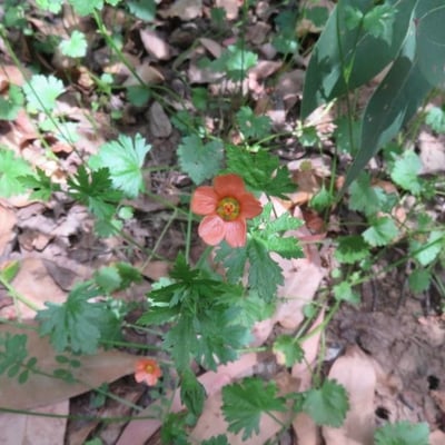 Modiola caroliniana — flower