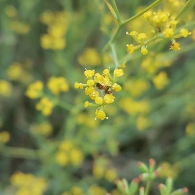 Bupleurum fruticescens — flower