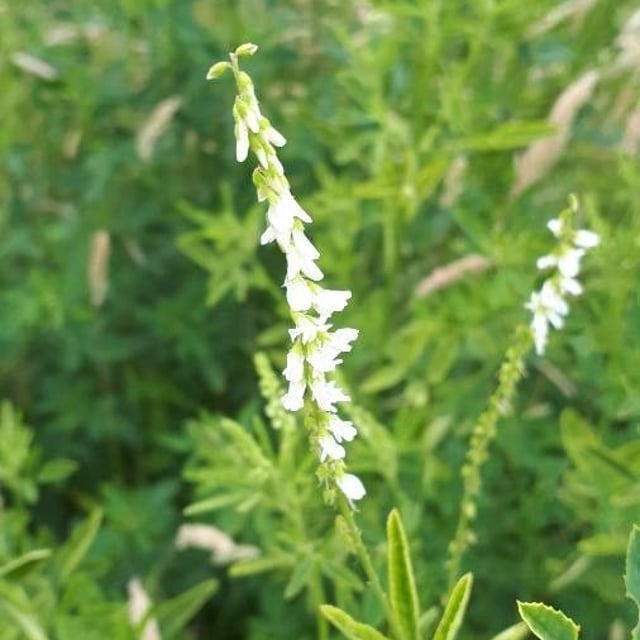 Melilotus altissimus — flower