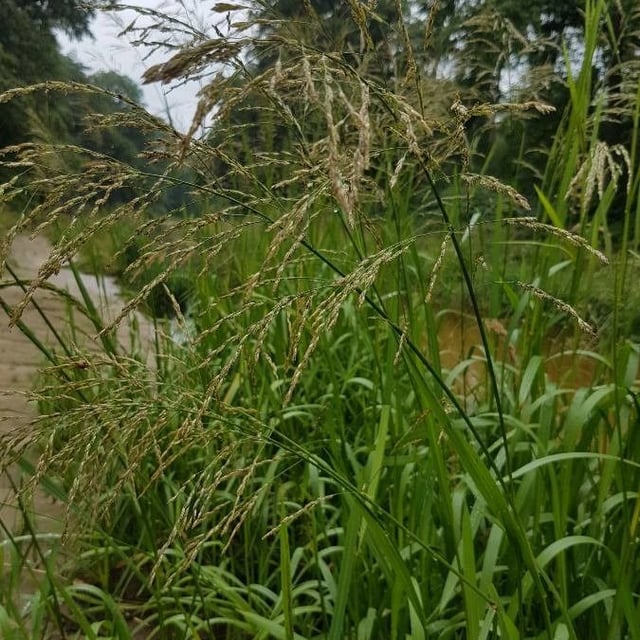 Glyceria maxima — flower