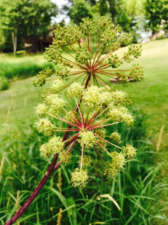 American angelica