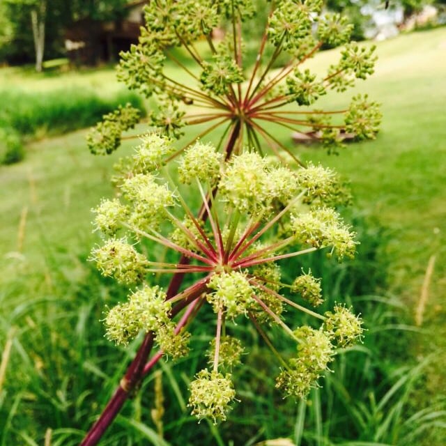 American angelica