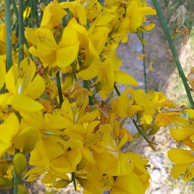 Spartium junceum — flower
