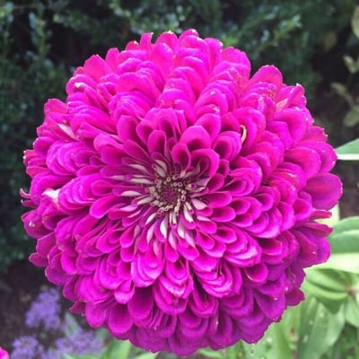 Zinnia peruviana — flower