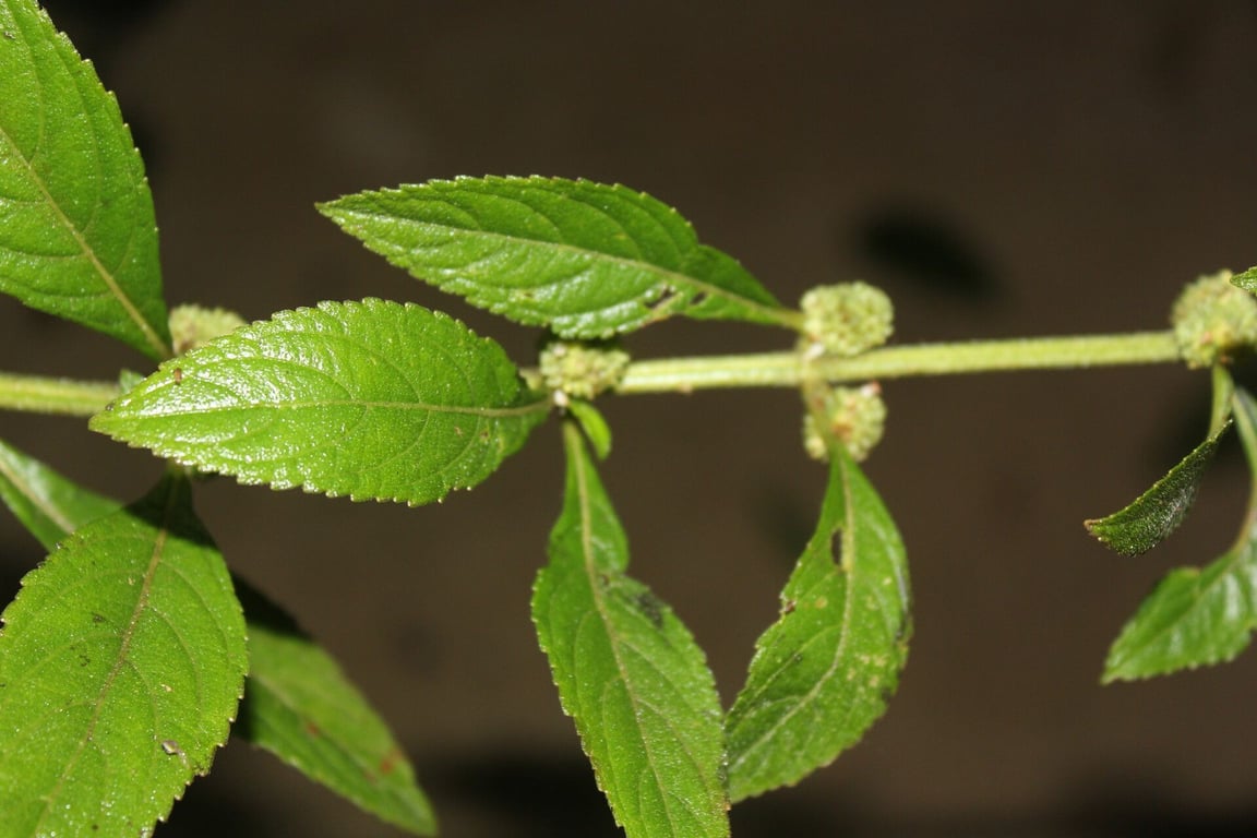 Hyptis obtusiflora