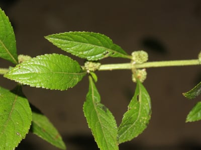 Hyptis obtusiflora