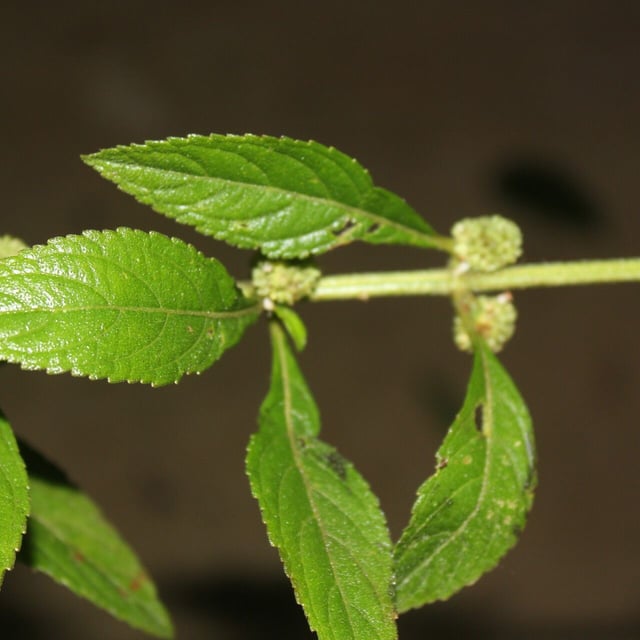 Hyptis obtusiflora