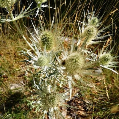 Eryngium spinalba — flower