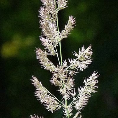 Calamagrostis epigejos — flower