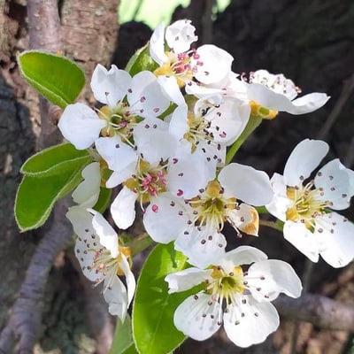 Pyrus communis — flower