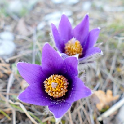 Pulsatilla grandis — flower