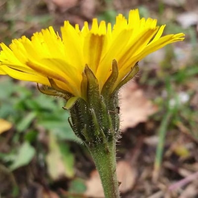 Leontodon hispidus — flower