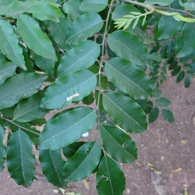 Myroxylon balsamum — leaf