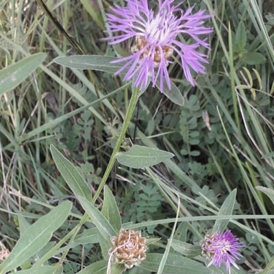 Centaurea nigra — flower