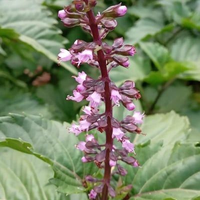 Ocimum carnosum — flower