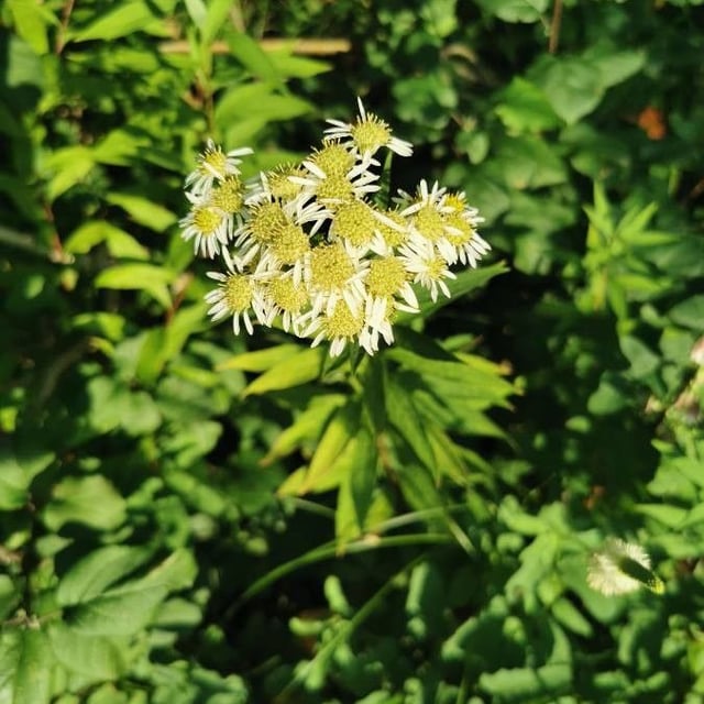 Doellingeria umbellata — flower
