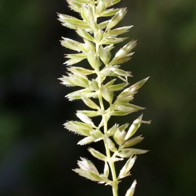 Koeleria macrantha — flower