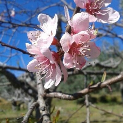 Prunus persica — flower