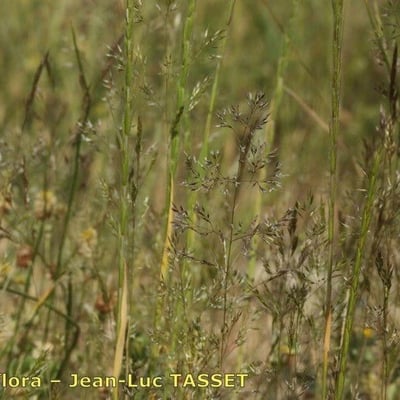 Agrostis castellana — flower