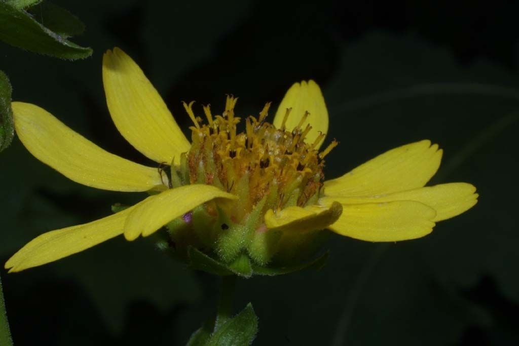 Bear's foot