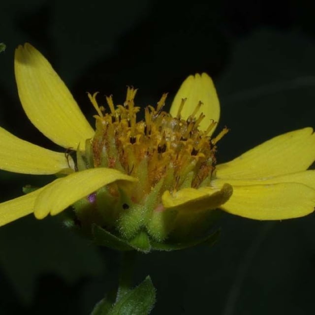 Smallanthus uvedalia — flower