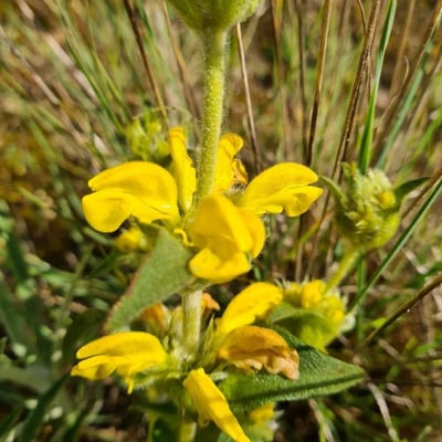 Phlomis lychnitis — flower