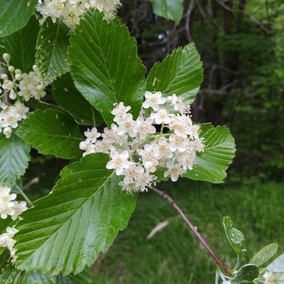 Sorbus aria — flower