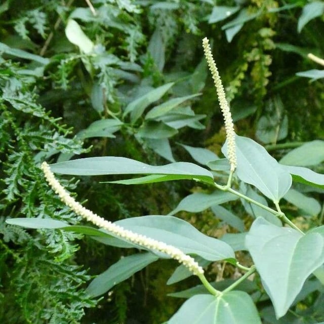 Piper amalago — flower