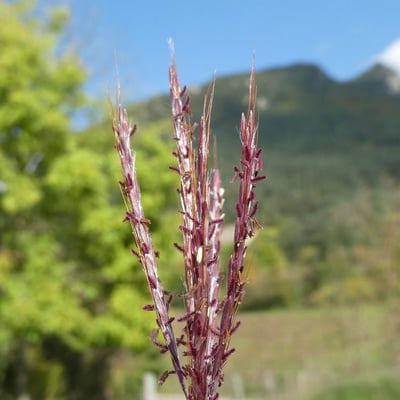 Bothriochloa ischaemum — flower