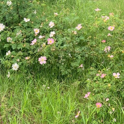 Rosa sherardii — flower