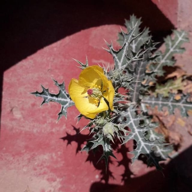 Argemone mexicana — flower