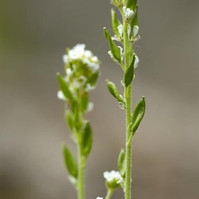Draba incana — flower