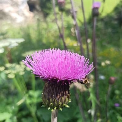 Cirsium heterophyllum — flower