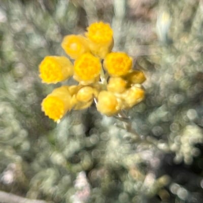 Chrysocephalum semipapposum — flower