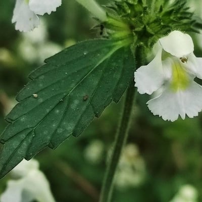 Galeopsis segetum — flower