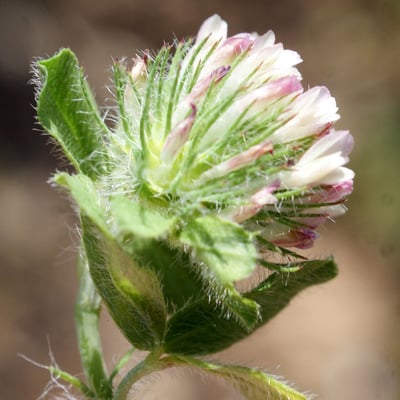 Trifolium lappaceum — flower