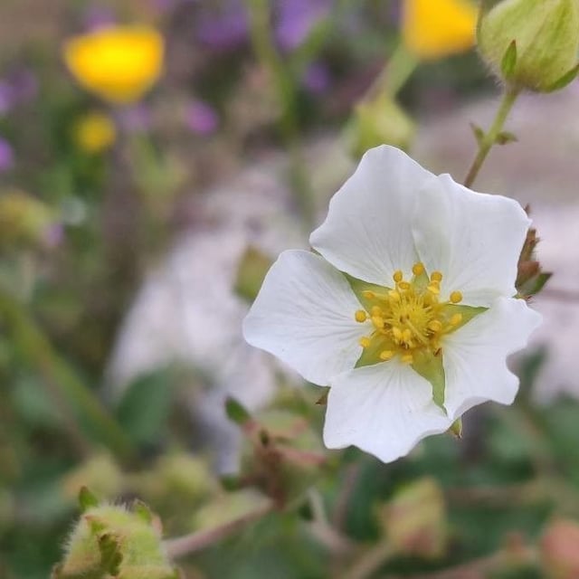 Drymocallis rupestris — flower