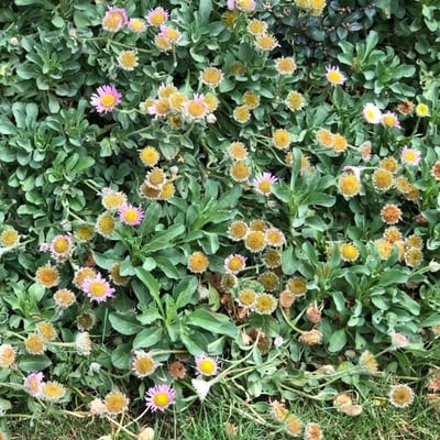 Erigeron glaucus — flower