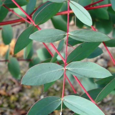 Eucalyptus rubida — leaf
