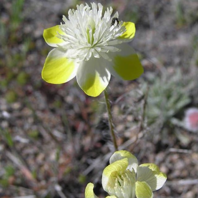 Platystemon californicus — flower