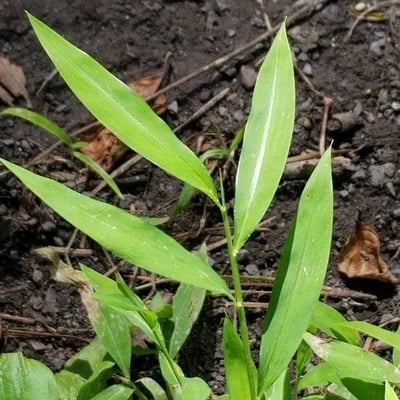 Leersia virginica — leaf